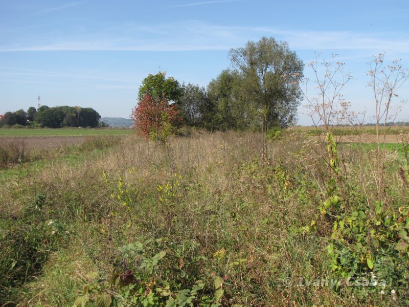 Hermanowice